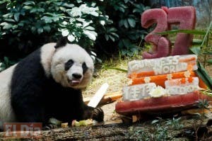 Osa panda más vieja del mundo cumple 37 con tarta vegetal