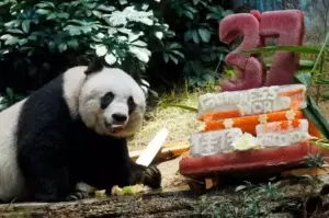 Osa panda más vieja del mundo cumple 37 con tarta vegetal