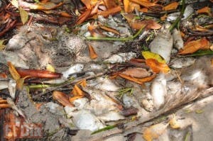 Muerte de peces en Pedernales se debe a falta de oxigeno, dice CODOPESCA