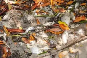 Muerte de peces en Pedernales se debe a falta de oxigeno, dice CODOPESCA