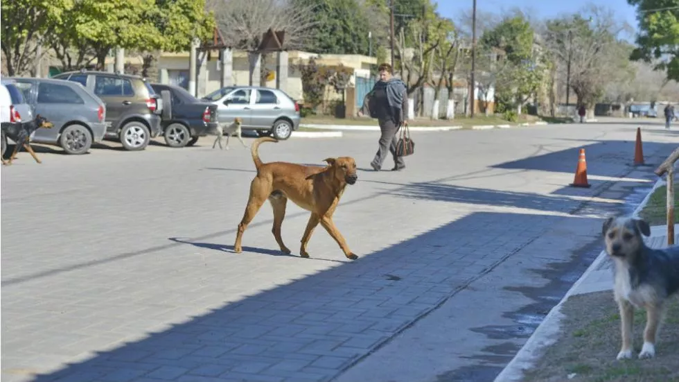 Estación General Paz, el pueblo donde hay más perros que personas