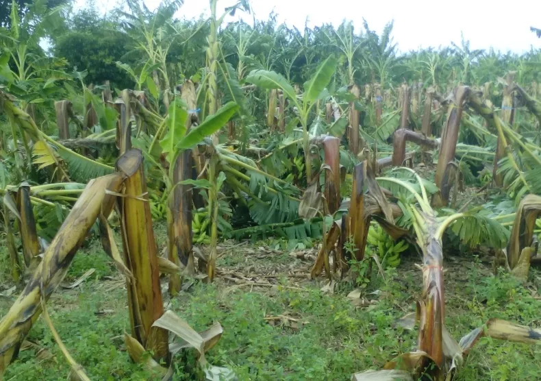 Gobierno evalúa daños agricultura