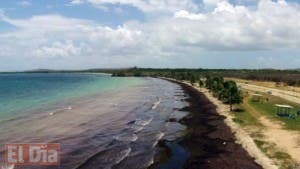 ¿De dónde vienen las algas que están invadiendo el Caribe?