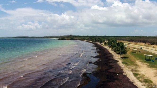 Abinader advierte sargazo afecta turismo, energía y puertos
