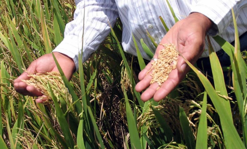 Por primera vez en 30 años los puertorriqueños pueden comprar arroz local