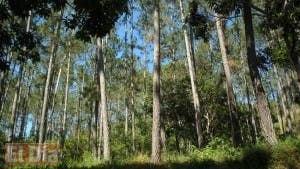 Medio Ambiente afirma que aplica normas internacionales