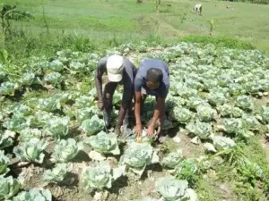 Proyecto binacional mejora seguridad alimentaria en pueblos fronterizos