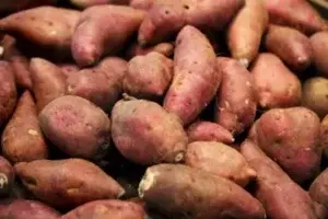 ¡A comer batata! previene cáncer de colon y la diabetes