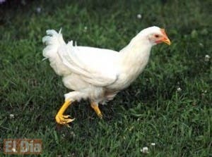 Colocarán prótesis a una gallina en una de sus patas