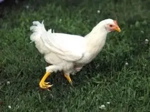 Colocarán prótesis a una gallina en una de sus patas