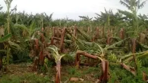 Tormenta Erika deja pérdidas de 50 millones en proyecto bananero La Cruz de Manzanillo