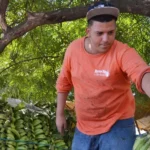 Plátanos  se venden al “mejor postor”
