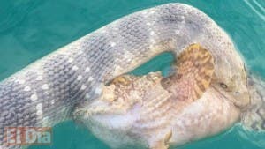 Las fotos del combate mortal entre una serpiente y uno de los peces más venenosos del mundo