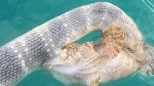 Las fotos del combate mortal entre una serpiente y uno de los peces más venenosos del mundo