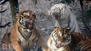 Un tigre mata a una trabajadora en un zoológico de Nueva Zelanda