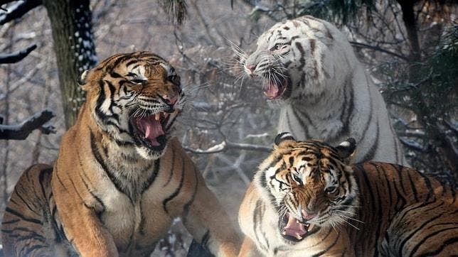 Un tigre mata a una trabajadora en un zoológico de Nueva Zelanda