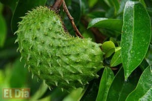 Conozca las propiedades medicinales de la Guanábana