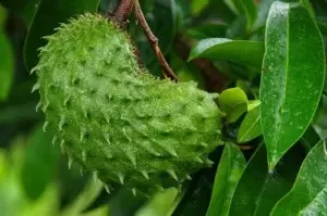 Conozca las propiedades medicinales de la Guanábana