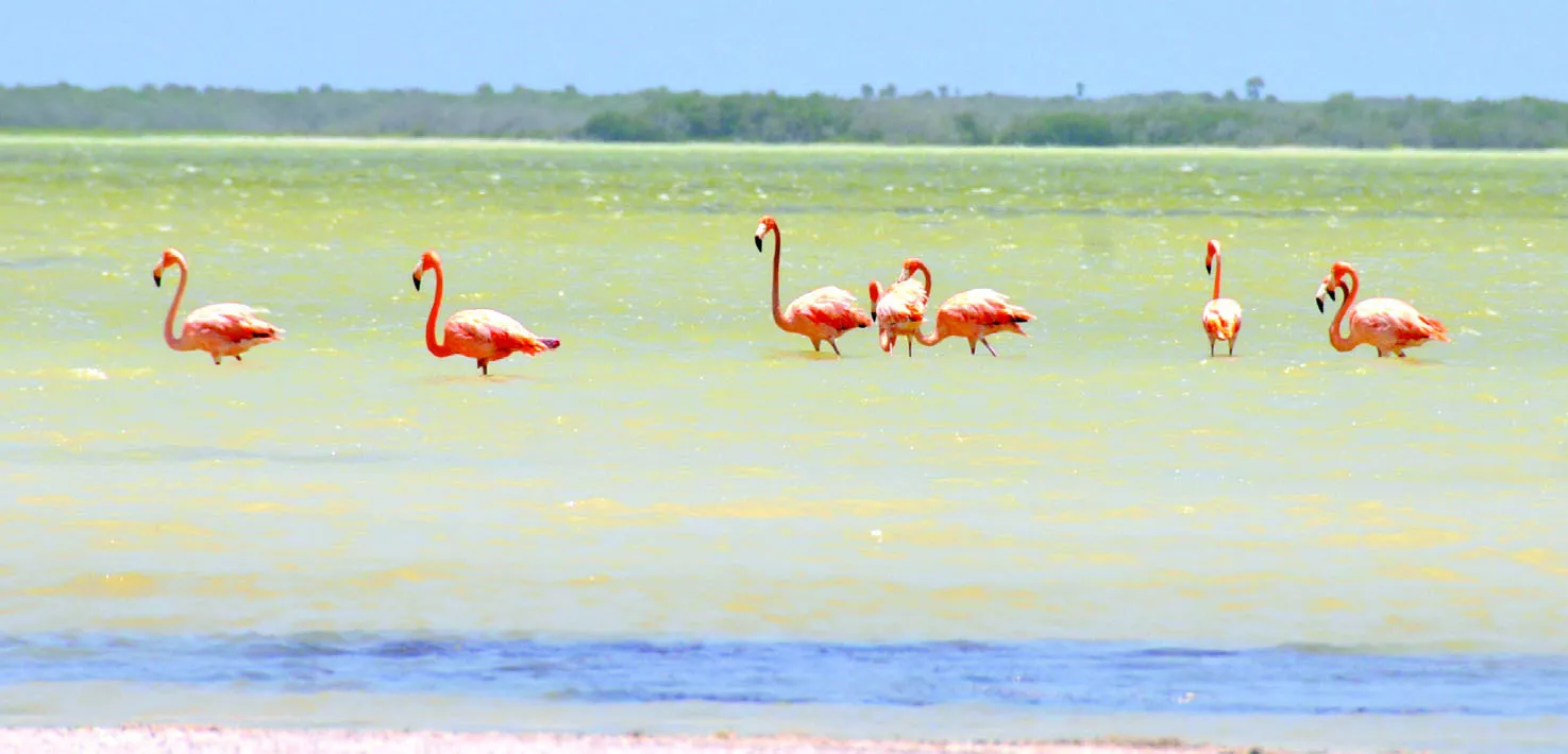 Laguna de Oviedo, lugar por excelencia para observar aves