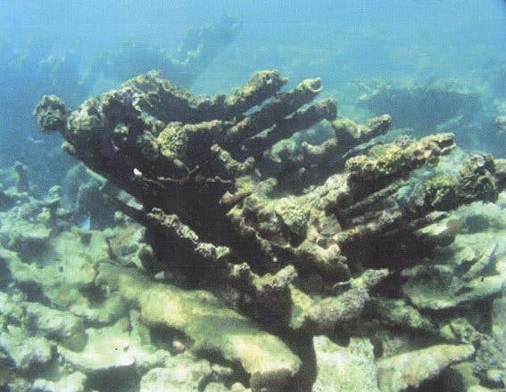 Fundación Ecológica advierte sobre daños a los arrecifes