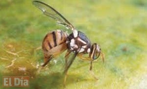 Pequeña mosca asiática siembra el temor en los productores de Florida