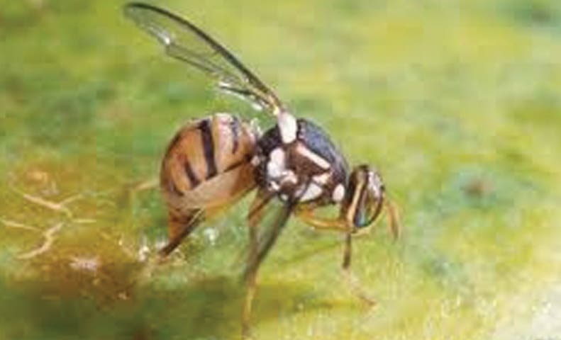 Pequeña mosca asiática siembra el temor en los productores de Florida