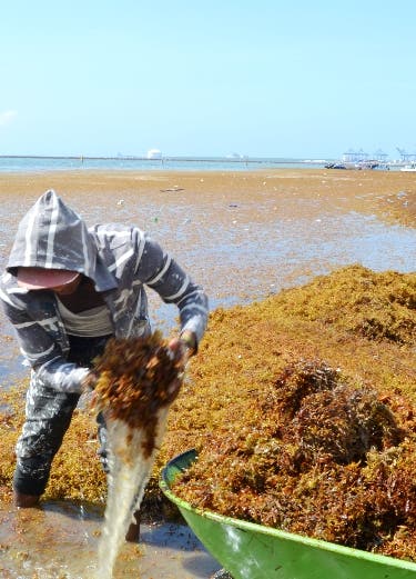 Organismos inician plan de intervención en zonas costeras afectadas por algas