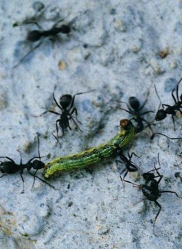 Hombre sobrevive comiendo hormigas