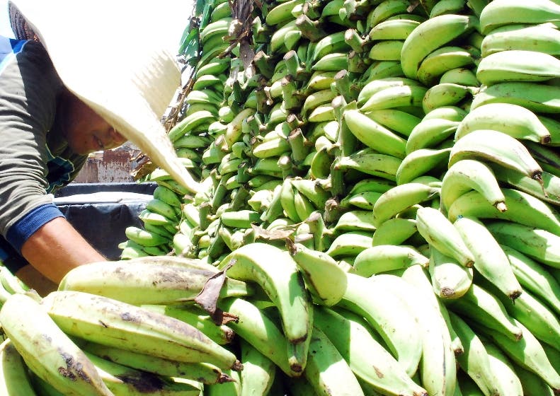 Plátanos importados llegan a RD