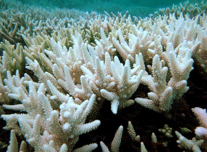 Devastador blanquecimiento de coral se extiende por el mundo