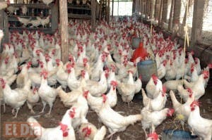 Avicultores y Agricultura garantizan habrá pollo suficiente para navidad