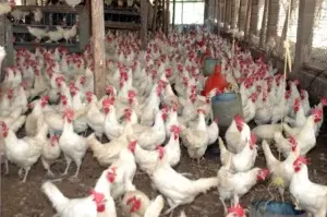 Avicultores y Agricultura garantizan habrá pollo suficiente para navidad