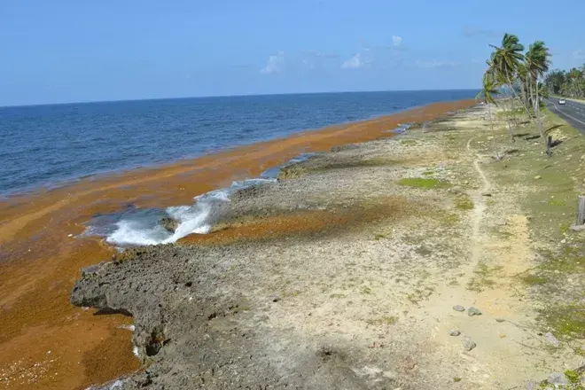 Algas marinas, una rica y poco explorada alternativa de nutrición