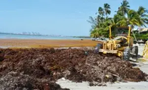 Proponen utilizar marinos de la Armada en recogida y control de algas