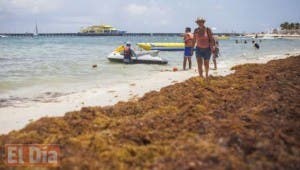 Jamaica destina fondos para retirar toneladas de algas acumuladas en playas