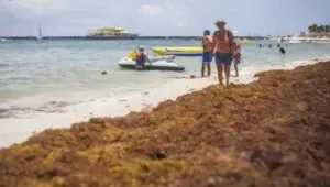 Jamaica destina fondos para retirar toneladas de algas acumuladas en playas