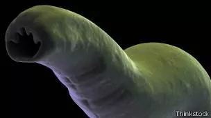 151105124938_parasito_cancer_304x171_thinkstock