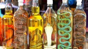 El polémico vino de serpiente que causa sensación en el sudeste asiático