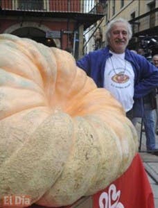 Calabaza de 336 kilos despierta gran expectativa