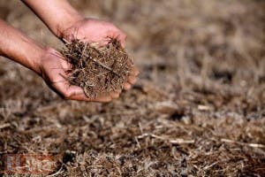 La escasez de agua pone en riesgo la producción de alimentos, según la FAO