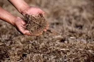 La escasez de agua pone en riesgo la producción de alimentos, según la FAO