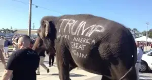 Campaña de Donald Trump llega con elefante a evento en Florida