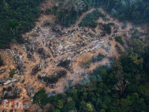 La deforestación amenaza mitad de las especies de árboles en la Amazonía