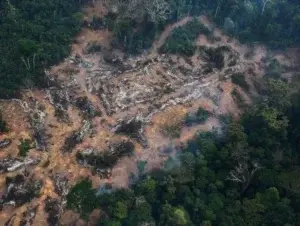 La deforestación amenaza mitad de las especies de árboles en la Amazonía