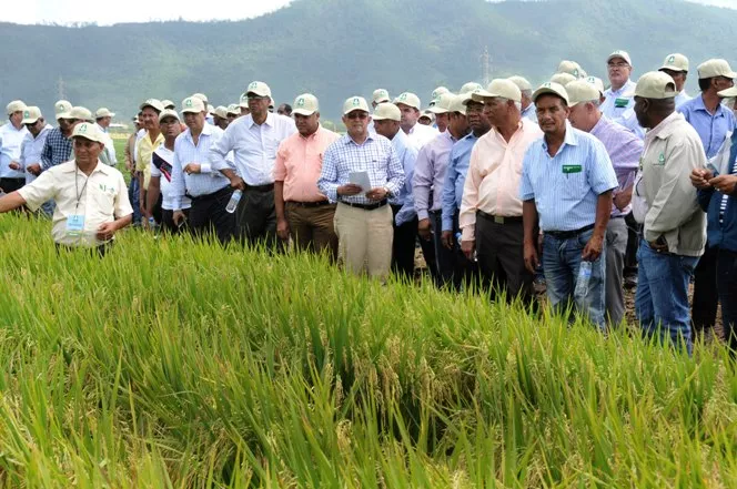 Ministro de Agricultura destaca ventajas del uso de la tecnología en el cultivo de arroz