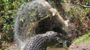 Impresionantes imágenes de un enorme cocodrilo caníbal devorando a otro en Australia