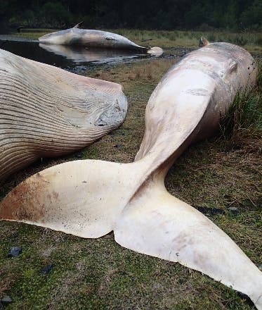 Hallan 337 ballenas muertas en Chile