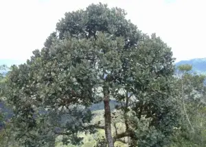 El ébano, árbol que dio origen a la ebanistería