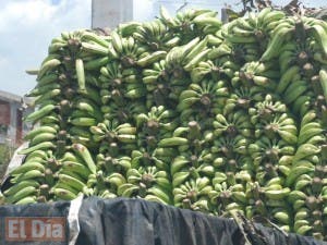 Precio del plátano oscila entre 3 y 7 pesos en finca, según ministro de Agricultura