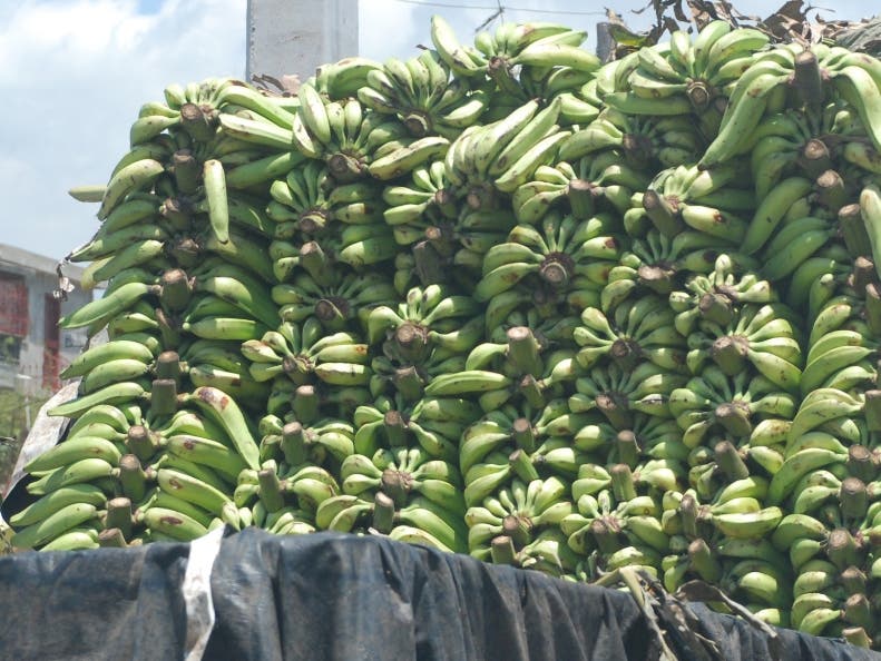 Precio del plátano oscila entre 3 y 7 pesos en finca, según ministro de Agricultura